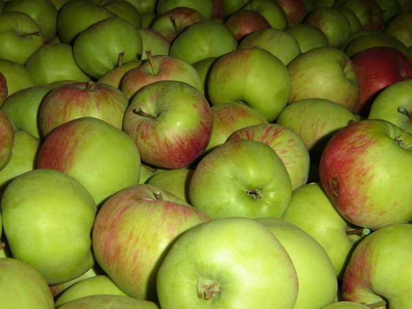 Сорт яблони бессемянка мичуринская: описание и подробная характеристика, правила выращивания