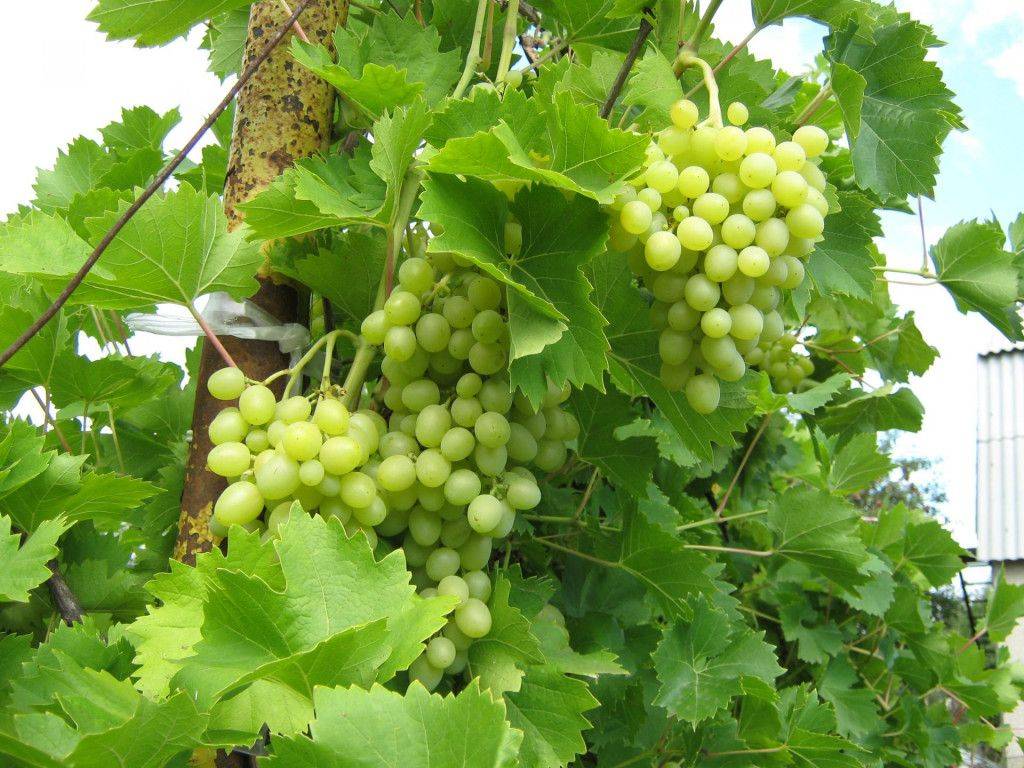 Чем, когда и как подкормить виноград весной для хорошего урожая