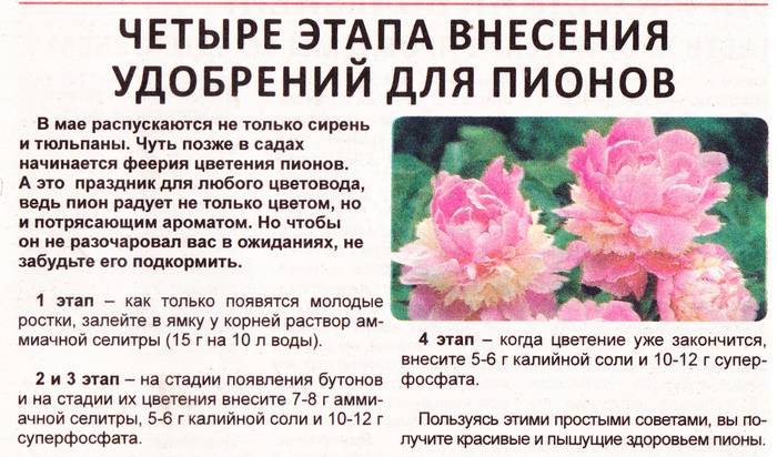 Чем подкормить лилии для пышного цветения, правила подкормки весной и летом