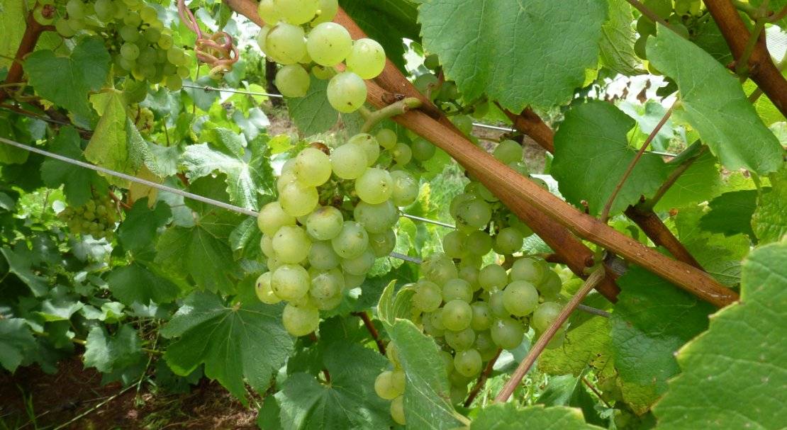 ✅ виноград «шардоне»: описание сорта, фото, отзывы - tehnoyug.com