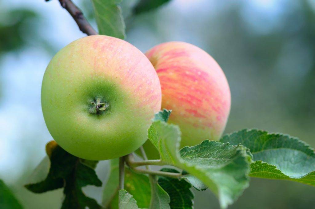 Сорта яблок: лучшие летние, осенние и зимние. старинные и новые сорта