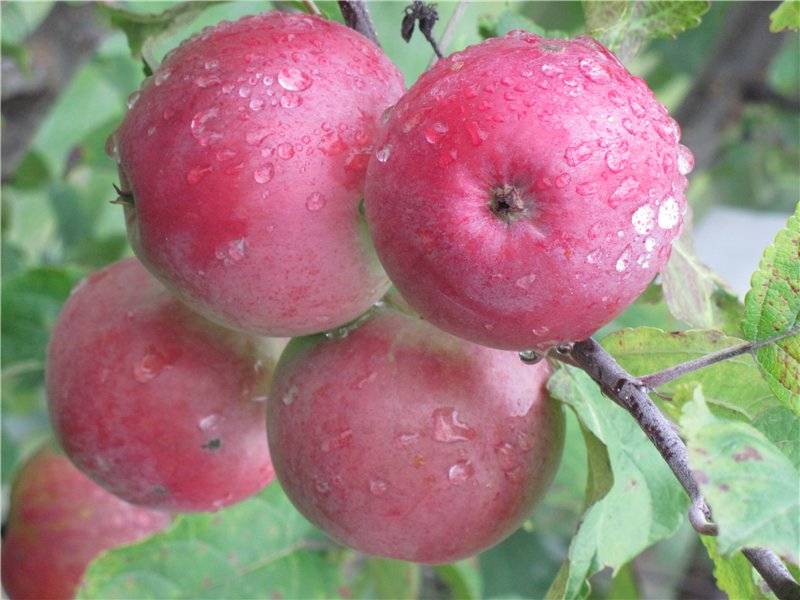 Яблоня пепин шафран: фото, описание, отзывы