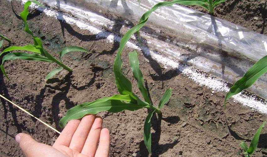 Технология выращивания кукурузы через рассаду: сроки посева и правила ухода
