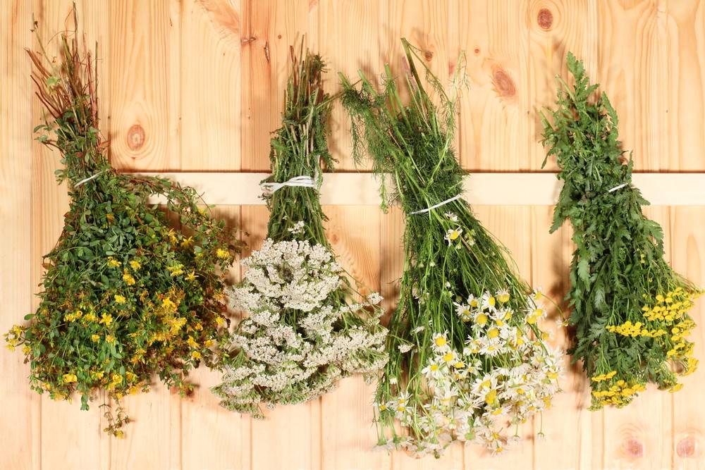 Сушка травы в домашних условиях: 8 простых способов