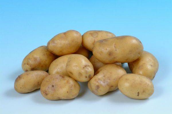 Характеристика и описание сорта картофеля беллароза