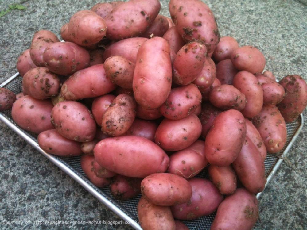 ᐉ сорт картофеля «ажур» – описание и фото - roza-zanoza.ru