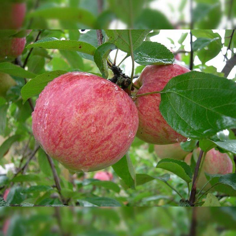 Характеристики позднелетней яблони сорта юбиляр