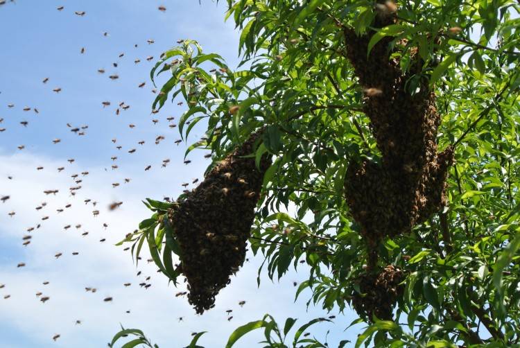 Причины роения пчел и методы его предотвращения