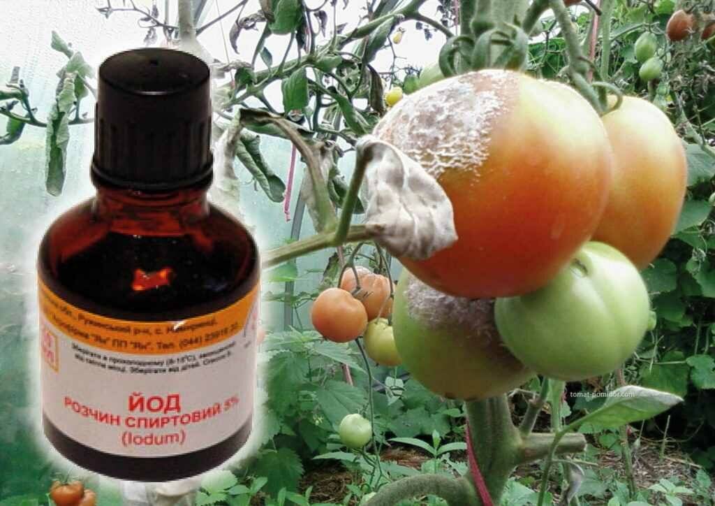 Опрыскивание томатов: чем опрыскать и опрыскивать помидоры от болезней и вредителей