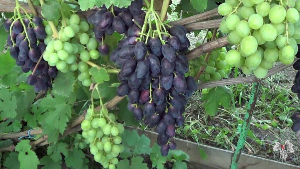 Виноград велика: описание сорта, фото, отзывы