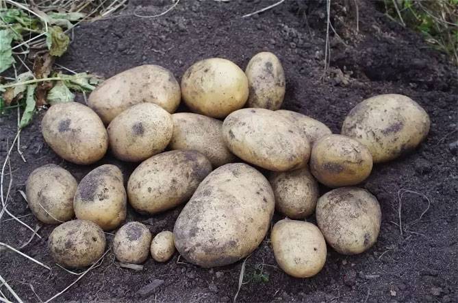 Посадка и уход за картофелем сорта адретта - всё о землеводстве