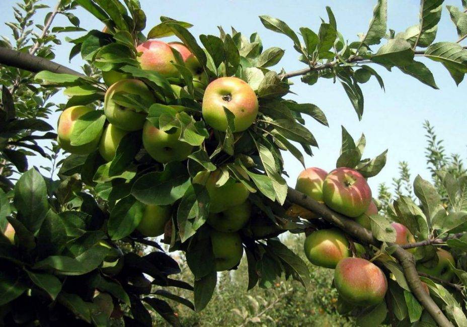 Карликовые яблони: топ-23 лучших сорта, описание и фото | +отзывы