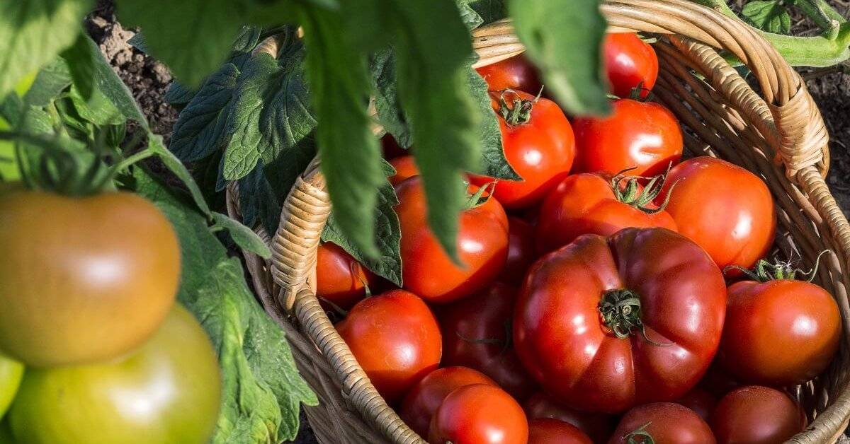 Самые ранние сорта томатов: выращивание в парниках и открытом грунте