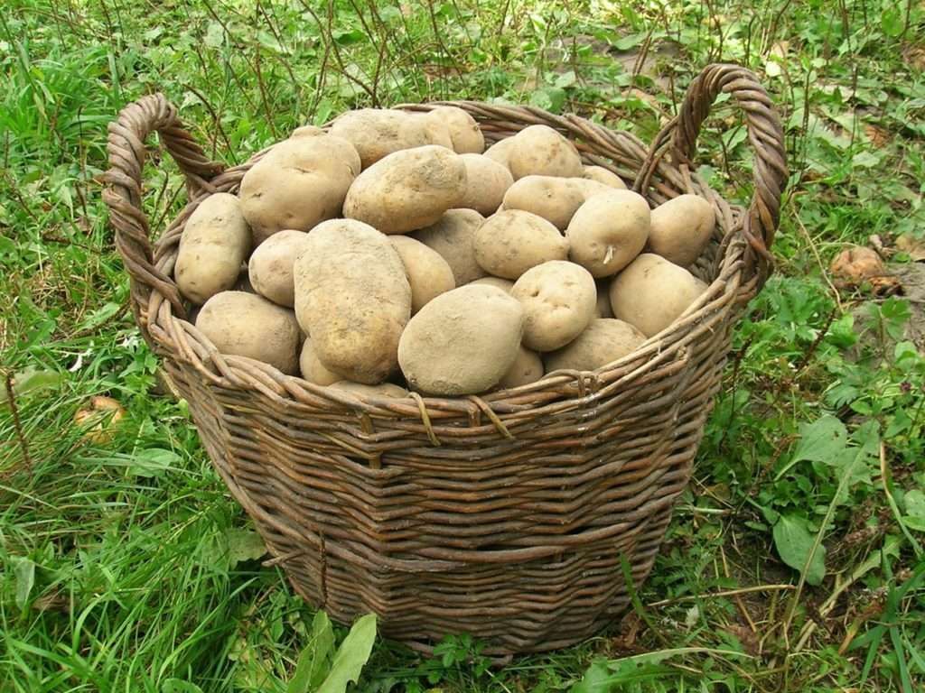 Картофель елизавета: описание сорта и характеристика, урожайность, отзывы, фото