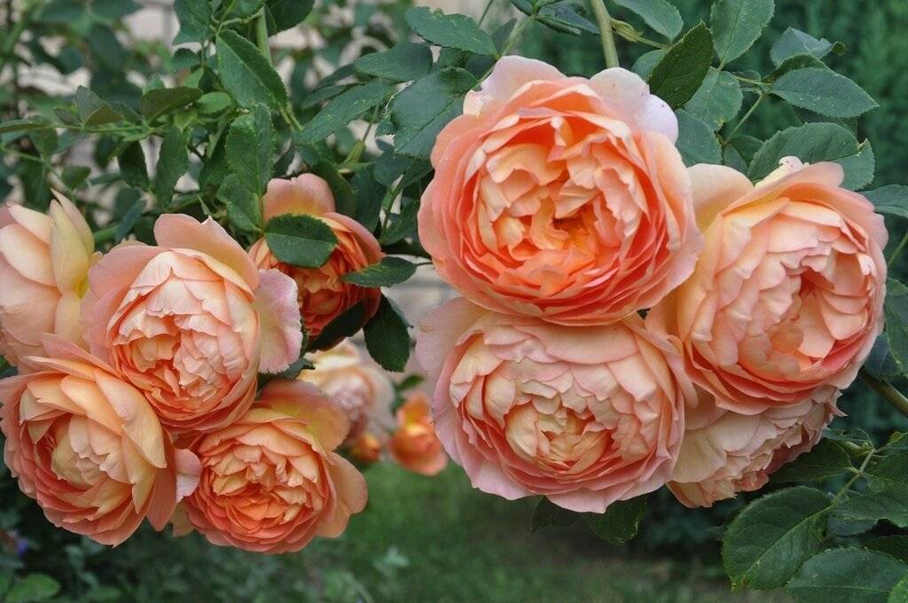 Роза леди оф шалот (lady of shalott): фото, отзывы, описание кустарниковой парковой розы остина, характеристики, выращивание в полутени