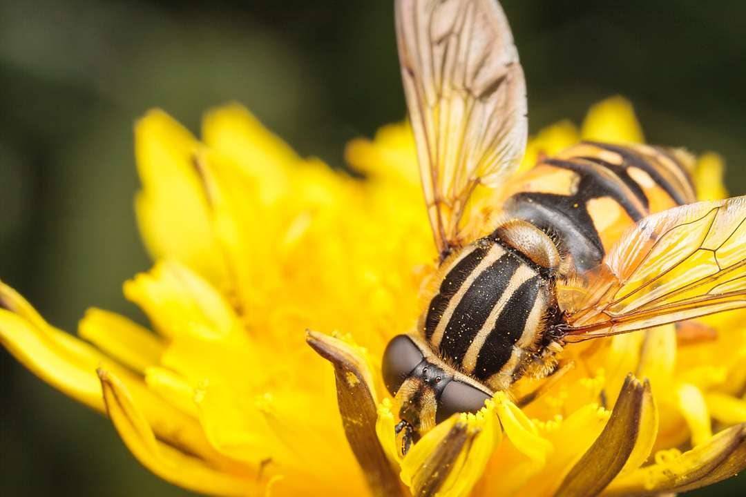 Чем осы отличаются от пчел? чем отличаются осы от пчёл.