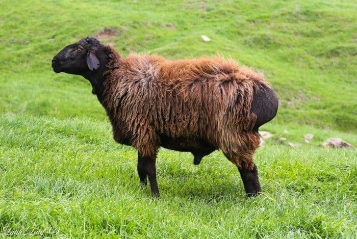 Гиссарская порода овец | фазенда рф