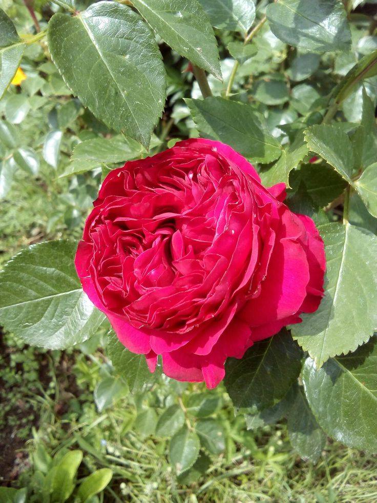 Роза ред эден розе: фото, описание и отзывы