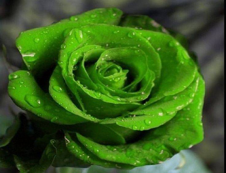 Зеленая роза – философия вечности