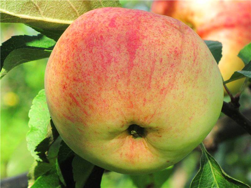 Самые популярные сорта яблонь: ранние, летние, осенние, зимние
