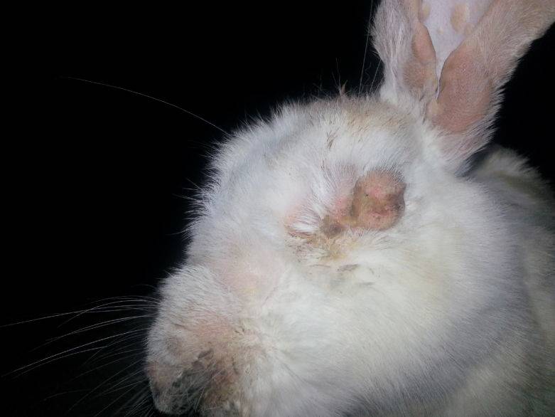 Миксоматоз профилактика и лечение у кроликов, симптомы болезни, можно ли есть мясо