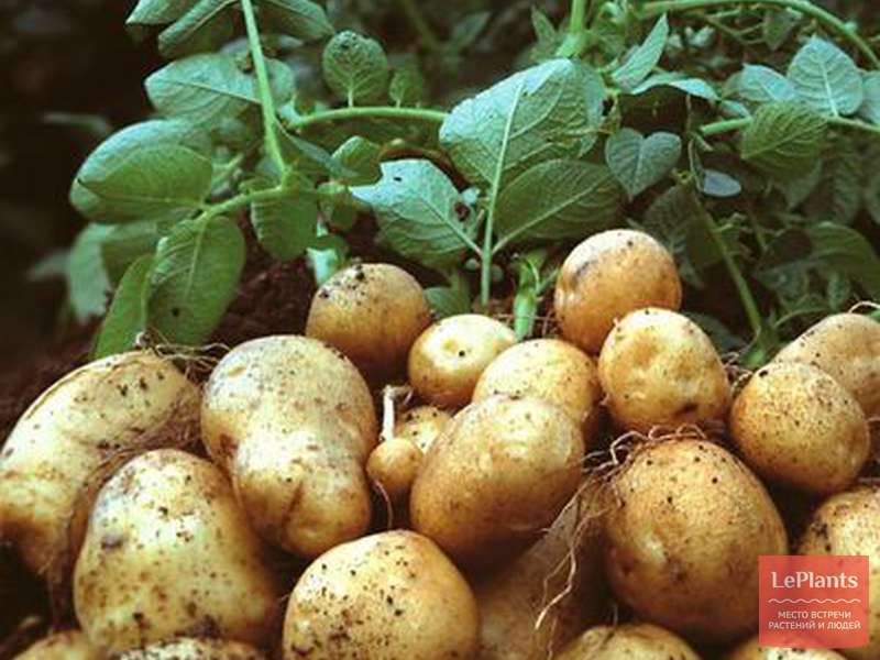 Описание сорта картофеля никулинский
