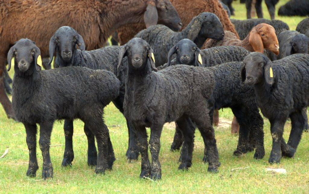 ᐉ гиссарская порода овец: особенности содержания, кормления, вакцинация - zooon.ru