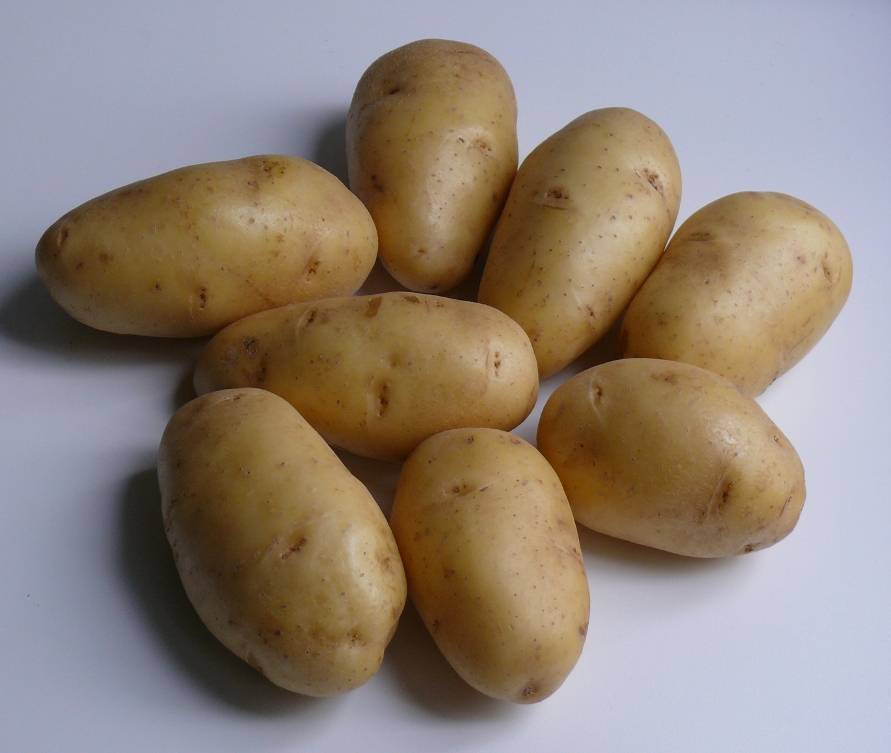 Сорт картофеля «фелокс» – описание и фото