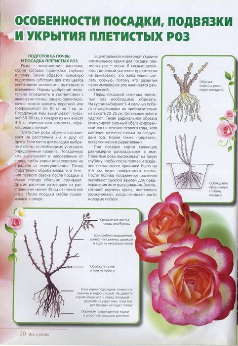 Как ухаживать за плетистой розой: посадка весной и осенью, правила ухода и подготовка к зиме, размножение роз