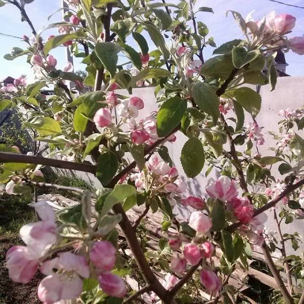 Яблоня алеся: главные характеристики и описание позднего сорта, выращивание, посадка и уход
