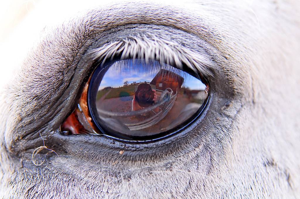 Зрение лошади и особенности глаз.как проверить зрение лошади | мои лошадки