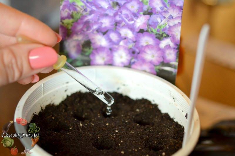 Средства для подкормки петунии для продления цветения: чем удобрять растение