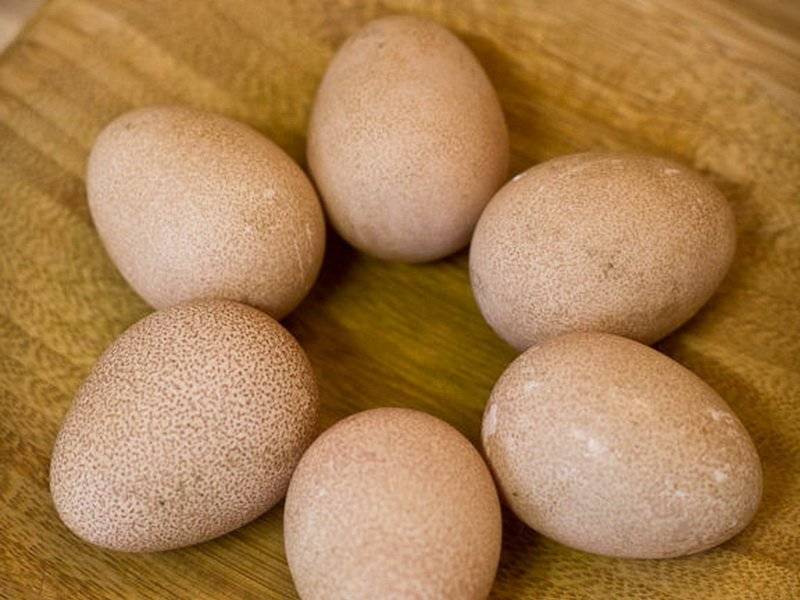 Что можно рассказать о пользе яиц цесарки. когда важно добавить их в меню и могут ли принести вред эти яйца? - автор екатерина данилова - журнал женское мнение