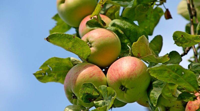 Яблоня персиянка: особенности сорта и ухода