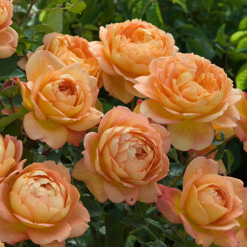 Роза английская леди оф шалот: описание сорта - выращивание