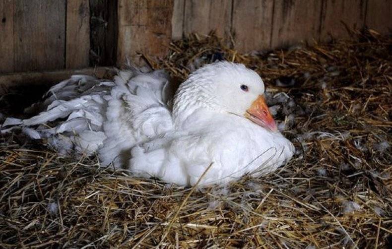 Когда начинают нестись утки: в каком возрасте и как несут яйца?