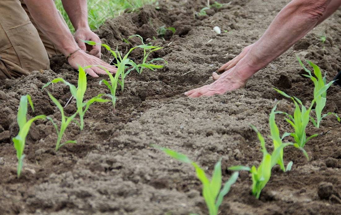 Выращивание кукурузы через рассаду: когда готовить семена, как пересадить в грунт