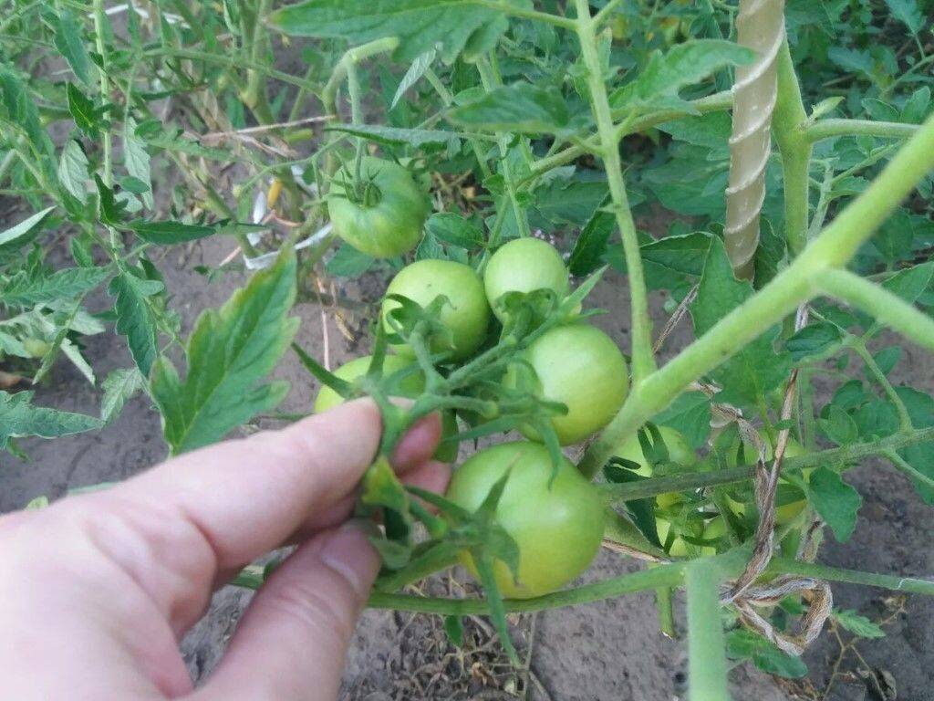 Чем подкормить помидоры в период цветения и плодоношения