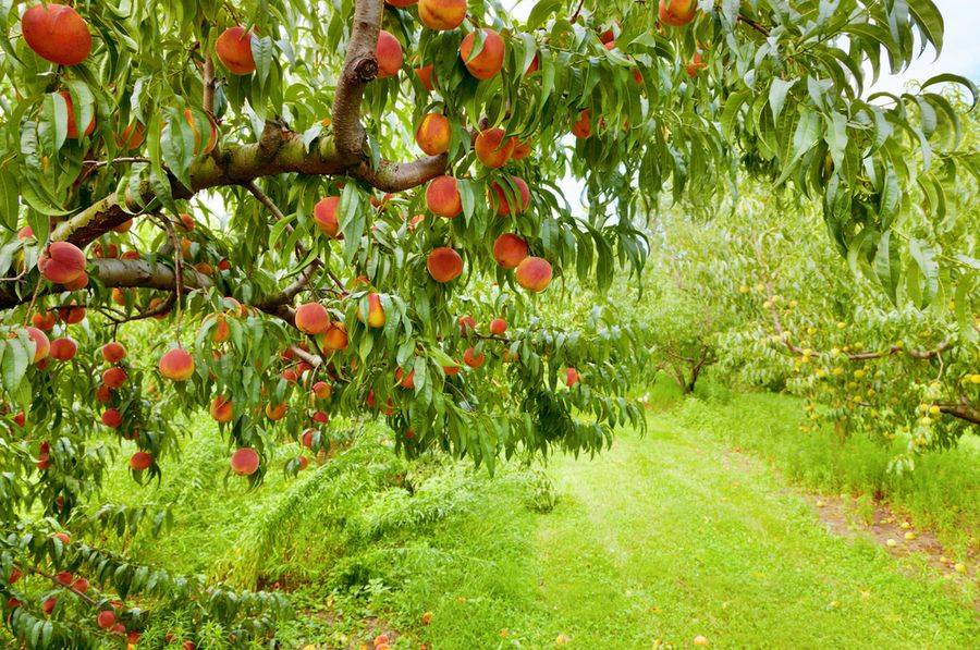 Плодовые деревья и ягодные кустарники: названия, фото, выращивание
