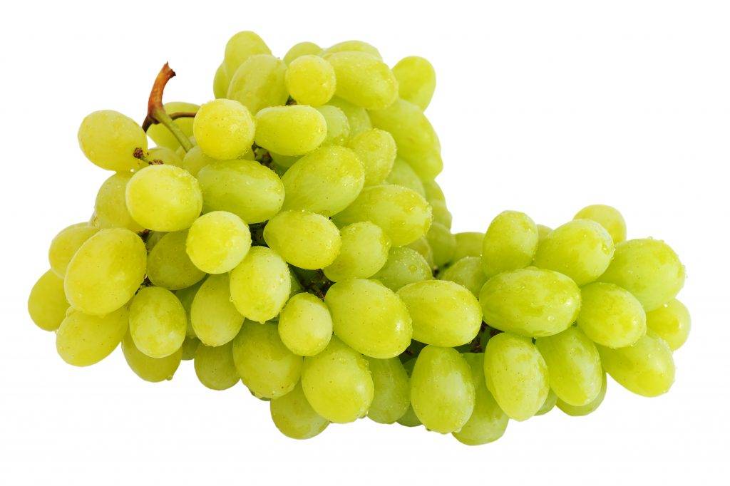 Сорт винограда цитронный магарача: описание, посадка и уход