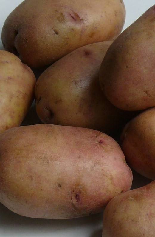 Картофель агрия – характеристика, описание, отзывы