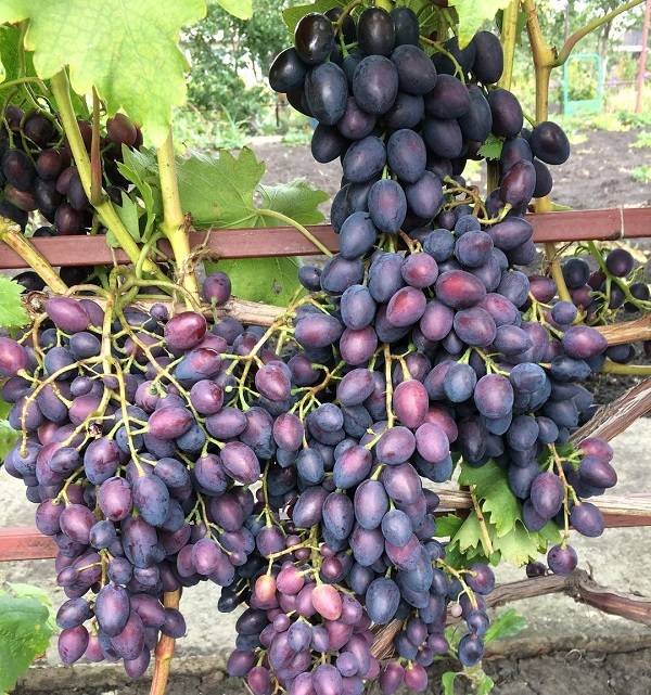 Сорт винограда надежда азос: фото, отзывы, описание, характеристики.