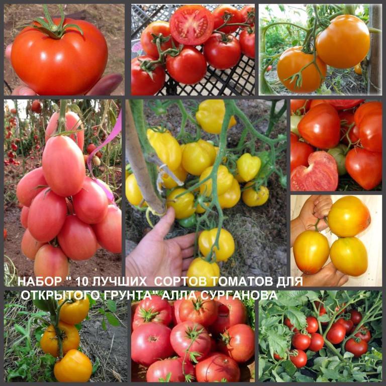 Самые ранние и вкусные сорта томатов для теплиц и открытого грунта