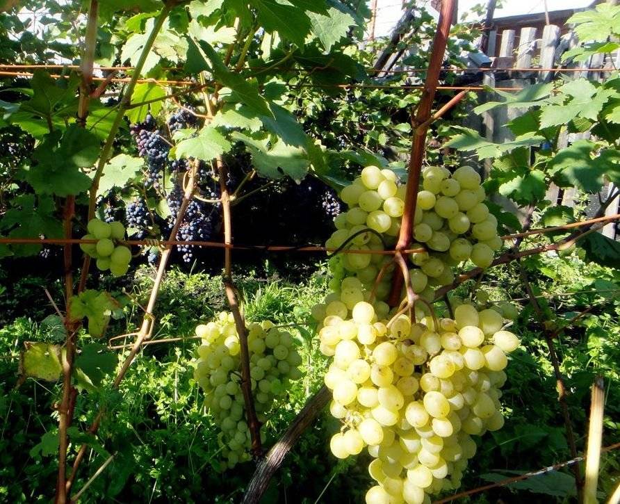 Посадка винограда в сибири для начинающих весной, как вырастить и ухаживать