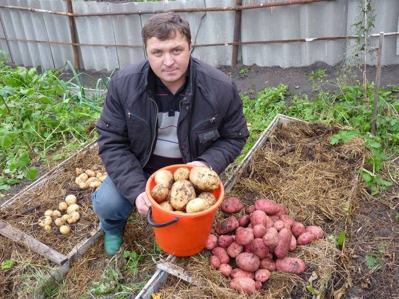 Способы посадки картошки, чтобы получить хороший урожай: сроки, как правильно сажать и на какую глубину