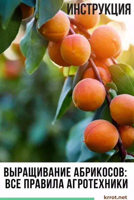 Посадка и уход за абрикосом в средней полосе, описание лучших сортов