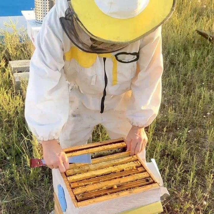 Размещение пасеки: ставим ульи в лесу и своем участке | пчеловодство | пчеловод.ком