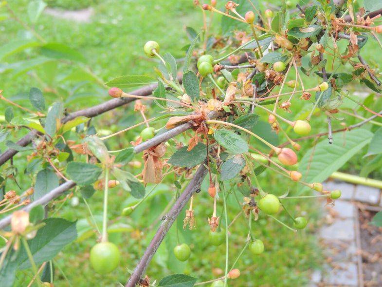 Монилиоз вишни, как его лечить и распознать