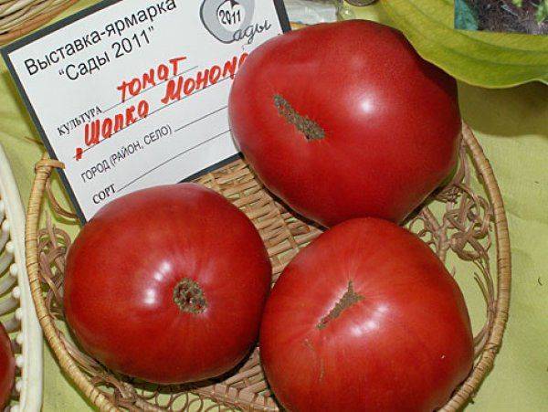 Отзывы огородников о сорте помидор «шапка мономаха»: урожайность, вкус, болезни