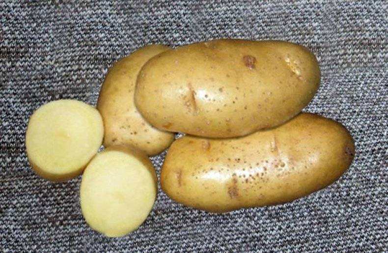 Картофель ласунок характеристика сорта отзывы